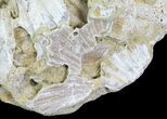 Wide Fossil Pectin (Chesapecten) Cluster - Virginia #67740-2